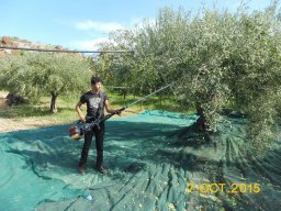 Olivenernte 2015