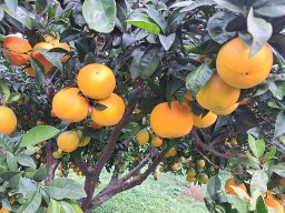 Orangenernte 2022