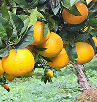 sizilianische orangen termine