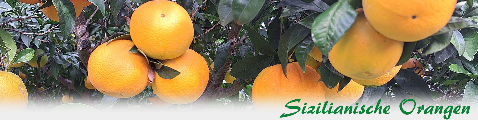 Sizilianische Orangen aus Ribera in Markenqualität Washington Navel